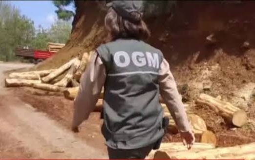 ORMAN MUHAFAZA MEMURLARI NE İŞ YAPAR?